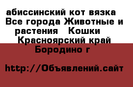 абиссинский кот вязка - Все города Животные и растения » Кошки   . Красноярский край,Бородино г.